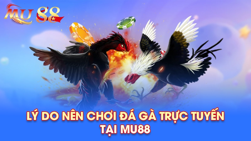 Lý do nên chơi đá gà trực tuyến tại Mu88